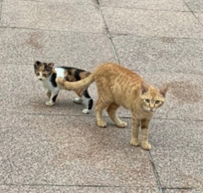 콘쵸와 삼색 아기 고양이. <사진=인스타그램 ko_younghee_>