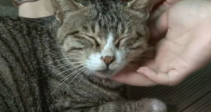 고양이를 키우는 집사 입장에서 임대차 계약을 맺을 때 가장 중요한 것은 고양이가 허용되느냐다. <사진=SBS 캡처>